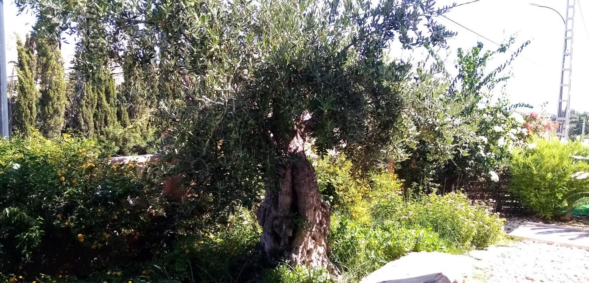 Villa Casa Kenaz El Campello Exteriör bild